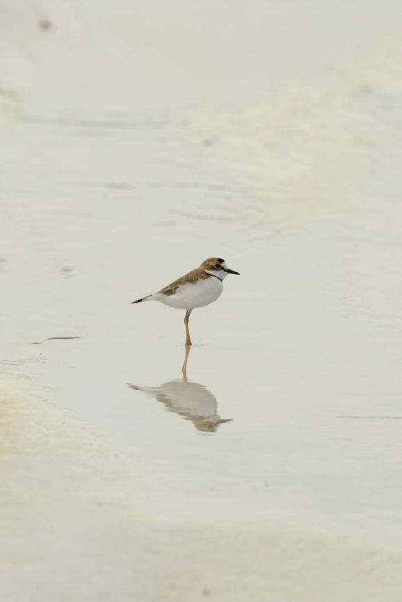 Collared plover - II, White-sand forest, Inírida, Colombia Another day at the beach...right in the middle of the Amazon. This is the white-sand forest of the Colombian Amazon. Charadrius collaris,Collared plover,Colombia,Fall,Geotagged,Guainía,Inírida,South America,World
