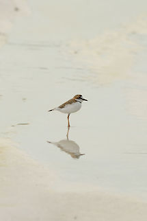 Collared plover - II, White-sand forest, Inírida, Colombia Another day at the beach...right in the middle of the Amazon. This is the white-sand forest of the Colombian Amazon. Charadrius collaris,Collared plover,Colombia,Fall,Geotagged,Guainía,Inírida,South America,World