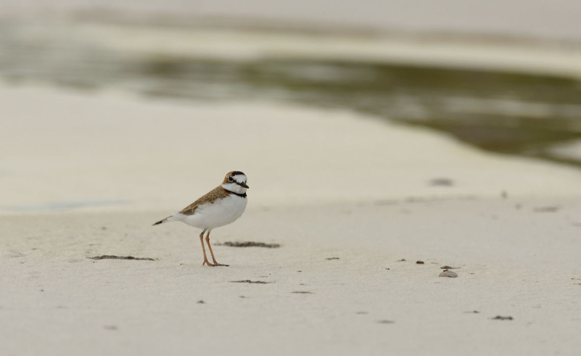 Collared plover - III, White-sand forest, In&iacute;rida, Colombia Another day at the beach...right in the middle of the Amazon. This is the white-sand forest of the Colombian Amazon.  Charadrius collaris,Collared plover,Colombia,Fall,Geotagged,Guain&iacute;a,In&iacute;rida,South America,World