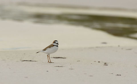 Collared plover - III, White-sand forest, Inírida, Colombia Another day at the beach...right in the middle of the Amazon. This is the white-sand forest of the Colombian Amazon.  Charadrius collaris,Collared plover,Colombia,Fall,Geotagged,Guainía,Inírida,South America,World