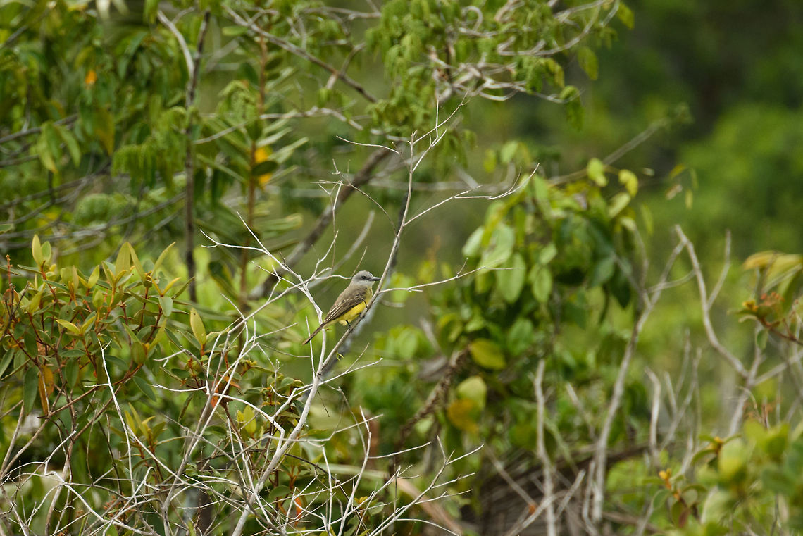 Tropical Kindbird, White-sand forest, Inírida, Colombia  Colombia,Fall,Geotagged,Guainía,Inírida,South America,Tropical Kingbird,Tyrannus melancholicus,World
