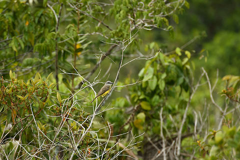 Tropical Kindbird, White-sand forest, Inírida, Colombia  Colombia,Fall,Geotagged,Guainía,Inírida,South America,Tropical Kingbird,Tyrannus melancholicus,World
