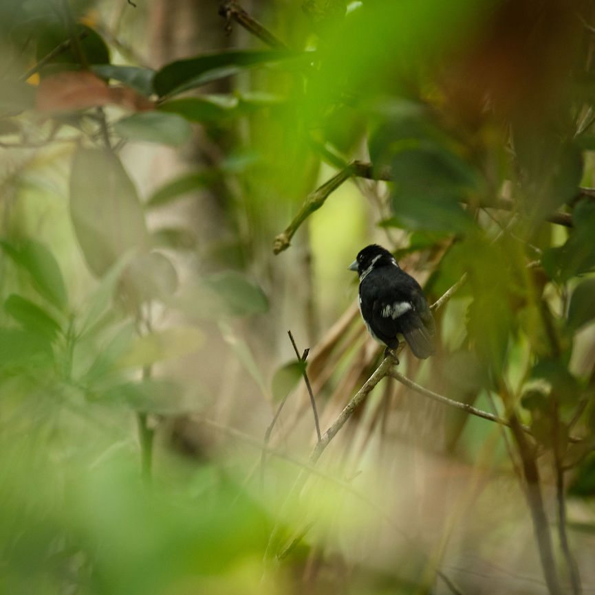 White-naped seedeater, Inírida, Colombia Sorry for the horrible quality photo and poor pose of the bird, it&#039;s the only shot I managed to capture. Colombia,Dolospingus fringilloides,Guainía,Inírida,South America,White-naped seedeater,World