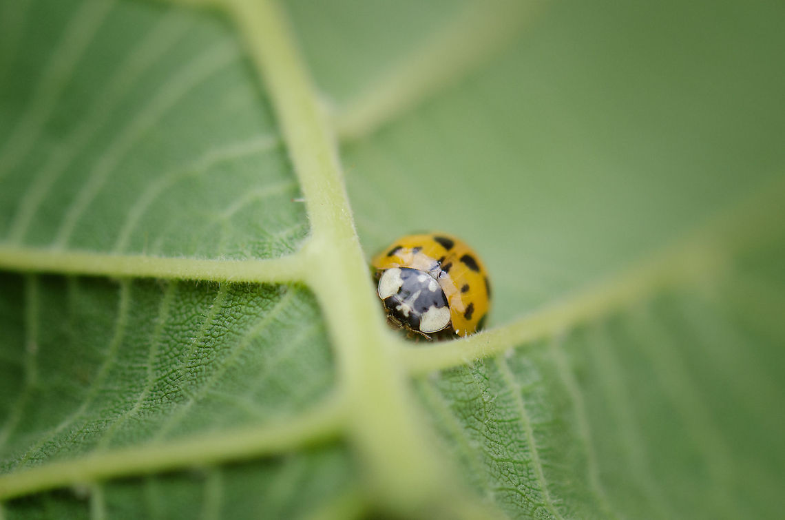 Ladybug life cycle (3/3) Adult In stage 3 of the Ladybug&#039;s life cycle, adulthood is reached  7-10 days after their pupa phase. Harmonia axyridis,Heesch,Ladybug or Ladybird,Macro