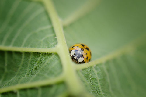 Ladybug life cycle (3/3) Adult In stage 3 of the Ladybug's life cycle, adulthood is reached  7-10 days after their pupa phase. Harmonia axyridis,Heesch,Ladybug or Ladybird,Macro