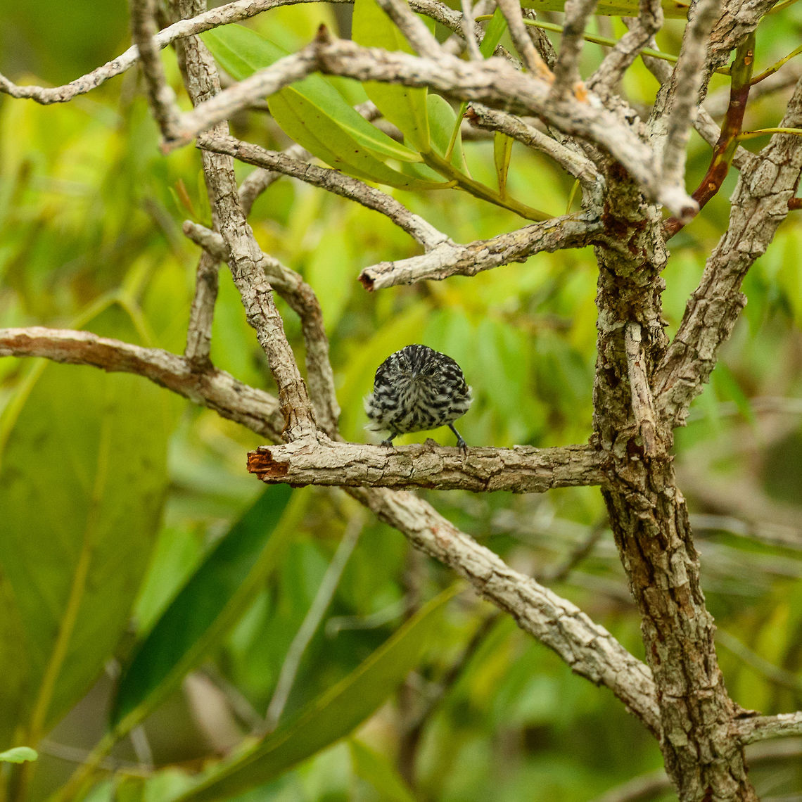 Guianan streaked antwren, In&iacute;rida, Colombia This little checkerboard with feet is the Guianan streaked antwren. This hypnotic alternating black and white is also found in some antshrike species, yet those have horizontal bars. Within the group of antwrens (which this one belongs to), there's three species having similar patterns. Our guide determined this one based on the throat, although I have no idea how. Side view:<br />
<figure class="photo"><a href="https://www.jungledragon.com/image/50261/guianan_streaked_antwren_-_side_view_inrida_colombia.html" title="Guianan streaked antwren - side view, In&iacute;rida, Colombia"><img src="https://s3.amazonaws.com/media.jungledragon.com/images/2/50261_thumb.jpg?AWSAccessKeyId=05GMT0V3GWVNE7GGM1R2&Expires=1770854410&Signature=YlKQ6irK7tTCjkwLg9LktCDaI8Y%3D" width="200" height="134" alt="Guianan streaked antwren - side view, In&iacute;rida, Colombia  Colombia,Fall,Geotagged,Guain&iacute;a,Guianan streaked antwren,In&iacute;rida,Myrmotherula surinamensis,South America,World" /></a></figure> Colombia,Fall,Geotagged,Guain&iacute;a,Guianan streaked antwren,In&iacute;rida,Myrmotherula surinamensis,South America,World