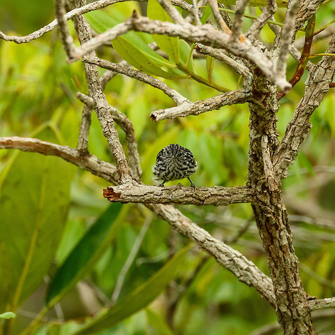 Guianan streaked antwren, In&iacute;rida, Colombia This little checkerboard with feet is the Guianan streaked antwren. This hypnotic alternating black and white is also found in some antshrike species, yet those have horizontal bars. Within the group of antwrens (which this one belongs to), there's three species having similar patterns. Our guide determined this one based on the throat, although I have no idea how. Side view:
https://www.jungledragon.com/image/50261/guianan_streaked_antwren_-_side_view_inrida_colombia.html Colombia,Fall,Geotagged,Guain&iacute;a,Guianan streaked antwren,In&iacute;rida,Myrmotherula surinamensis,South America,World
