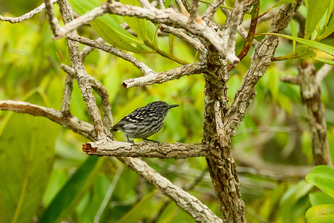 Guianan streaked antwren - side view, Inírida, Colombia  Colombia,Fall,Geotagged,Guainía,Guianan streaked antwren,Inírida,Myrmotherula surinamensis,South America,World