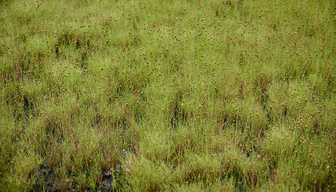 Paepalanthus acanthophyllus, Inírida, Colombia <figure class="photo"><a href="https://www.jungledragon.com/image/50279/paepalanthus_acanthophyllus_-_ii_inrida_colombia.html" title="Paepalanthus acanthophyllus - II, In&iacute;rida, Colombia"><img src="https://s3.amazonaws.com/media.jungledragon.com/images/2/50279_thumb.jpg?AWSAccessKeyId=05GMT0V3GWVNE7GGM1R2&Expires=1759968010&Signature=c1oNkL3ntwHQ25oS5RLgce3Le5k%3D" width="200" height="134" alt="Paepalanthus acanthophyllus - II, In&iacute;rida, Colombia https://www.jungledragon.com/image/50277/weird_grass-like_plant_in_white-sand_forest_inrida_colombia.html<br />
https://www.jungledragon.com/image/50278/weird_grass-like_plant_in_white-sand_forest_-_iii_inrida_colombia.html Colombia,Fall,Geotagged,Guain&iacute;a,In&iacute;rida,Paepalanthus acanthophyllus,South America,World" /></a></figure><br />
<figure class="photo"><a href="https://www.jungledragon.com/image/50278/paepalanthus_acanthophyllus_-_iii_inrida_colombia.html" title="Paepalanthus acanthophyllus - III, In&iacute;rida, Colombia"><img src="https://s3.amazonaws.com/media.jungledragon.com/images/2/50278_thumb.jpg?AWSAccessKeyId=05GMT0V3GWVNE7GGM1R2&Expires=1759968010&Signature=n%2FCI%2FvSs%2BRZ7IM%2FzLabyX6nmFx4%3D" width="200" height="134" alt="Paepalanthus acanthophyllus - III, In&iacute;rida, Colombia https://www.jungledragon.com/image/50277/weird_grass-like_plant_in_white-sand_forest_inrida_colombia.html<br />
https://www.jungledragon.com/image/50279/weird_grass-like_plant_in_white-sand_forest_-_ii_inrida_colombia.html Colombia,Guain&iacute;a,In&iacute;rida,Paepalanthus acanthophyllus,South America,World" /></a></figure> Colombia,Fall,Geotagged,Guainía,Inírida,Paepalanthus acanthophyllus,South America,World