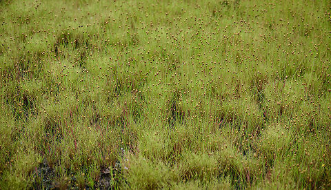 Paepalanthus acanthophyllus, Inírida, Colombia https://www.jungledragon.com/image/50279/weird_grass-like_plant_in_white-sand_forest_-_ii_inrida_colombia.html
https://www.jungledragon.com/image/50278/weird_grass-like_plant_in_white-sand_forest_-_iii_inrida_colombia.html Colombia,Fall,Geotagged,Guainía,Inírida,Paepalanthus acanthophyllus,South America,World