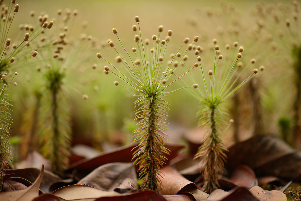 Paepalanthus acanthophyllus - III, Inírida, Colombia <figure class="photo"><a href="https://www.jungledragon.com/image/50277/paepalanthus_acanthophyllus_inrida_colombia.html" title="Paepalanthus acanthophyllus, In&iacute;rida, Colombia"><img src="https://s3.amazonaws.com/media.jungledragon.com/images/2/50277_thumb.jpg?AWSAccessKeyId=05GMT0V3GWVNE7GGM1R2&Expires=1759968010&Signature=UXX5xzuNCrrlugQfBYVJ4WiLP7w%3D" width="200" height="116" alt="Paepalanthus acanthophyllus, In&iacute;rida, Colombia https://www.jungledragon.com/image/50279/weird_grass-like_plant_in_white-sand_forest_-_ii_inrida_colombia.html<br />
https://www.jungledragon.com/image/50278/weird_grass-like_plant_in_white-sand_forest_-_iii_inrida_colombia.html Colombia,Fall,Geotagged,Guain&iacute;a,In&iacute;rida,Paepalanthus acanthophyllus,South America,World" /></a></figure><br />
<figure class="photo"><a href="https://www.jungledragon.com/image/50279/paepalanthus_acanthophyllus_-_ii_inrida_colombia.html" title="Paepalanthus acanthophyllus - II, In&iacute;rida, Colombia"><img src="https://s3.amazonaws.com/media.jungledragon.com/images/2/50279_thumb.jpg?AWSAccessKeyId=05GMT0V3GWVNE7GGM1R2&Expires=1759968010&Signature=c1oNkL3ntwHQ25oS5RLgce3Le5k%3D" width="200" height="134" alt="Paepalanthus acanthophyllus - II, In&iacute;rida, Colombia https://www.jungledragon.com/image/50277/weird_grass-like_plant_in_white-sand_forest_inrida_colombia.html<br />
https://www.jungledragon.com/image/50278/weird_grass-like_plant_in_white-sand_forest_-_iii_inrida_colombia.html Colombia,Fall,Geotagged,Guain&iacute;a,In&iacute;rida,Paepalanthus acanthophyllus,South America,World" /></a></figure> Colombia,Guainía,Inírida,Paepalanthus acanthophyllus,South America,World