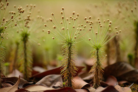 Paepalanthus acanthophyllus - III, Inírida, Colombia https://www.jungledragon.com/image/50277/weird_grass-like_plant_in_white-sand_forest_inrida_colombia.html
https://www.jungledragon.com/image/50279/weird_grass-like_plant_in_white-sand_forest_-_ii_inrida_colombia.html Colombia,Guainía,Inírida,Paepalanthus acanthophyllus,South America,World