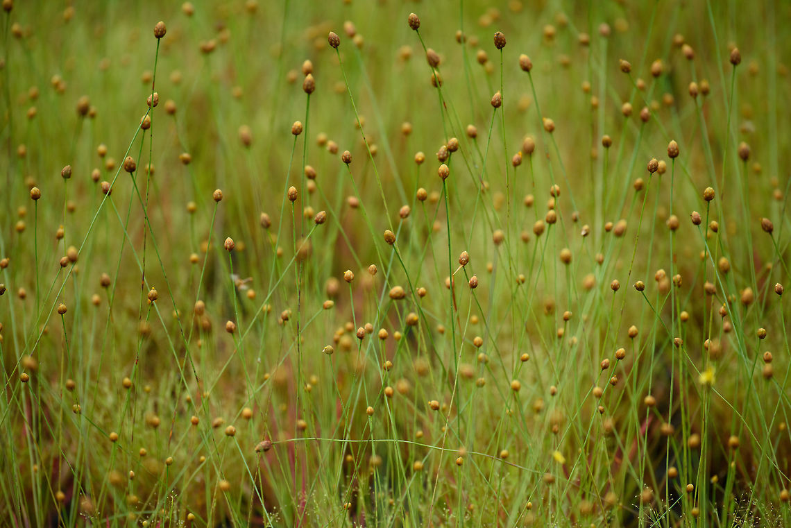 Paepalanthus acanthophyllus - II, In&iacute;rida, Colombia <figure class="photo"><a href="https://www.jungledragon.com/image/50277/paepalanthus_acanthophyllus_inrida_colombia.html" title="Paepalanthus acanthophyllus, In&iacute;rida, Colombia"><img src="https://s3.amazonaws.com/media.jungledragon.com/images/2/50277_thumb.jpg?AWSAccessKeyId=05GMT0V3GWVNE7GGM1R2&Expires=1769040010&Signature=RdNe8c%2BWRL1hwHenNxNWPMrFFuA%3D" width="200" height="116" alt="Paepalanthus acanthophyllus, In&iacute;rida, Colombia https://www.jungledragon.com/image/50279/weird_grass-like_plant_in_white-sand_forest_-_ii_inrida_colombia.html<br />
https://www.jungledragon.com/image/50278/weird_grass-like_plant_in_white-sand_forest_-_iii_inrida_colombia.html Colombia,Fall,Geotagged,Guain&iacute;a,In&iacute;rida,Paepalanthus acanthophyllus,South America,World" /></a></figure><br />
<figure class="photo"><a href="https://www.jungledragon.com/image/50278/paepalanthus_acanthophyllus_-_iii_inrida_colombia.html" title="Paepalanthus acanthophyllus - III, In&iacute;rida, Colombia"><img src="https://s3.amazonaws.com/media.jungledragon.com/images/2/50278_thumb.jpg?AWSAccessKeyId=05GMT0V3GWVNE7GGM1R2&Expires=1769040010&Signature=ncjmwi4x4vYJ4xINHWyOmdHca7M%3D" width="200" height="134" alt="Paepalanthus acanthophyllus - III, In&iacute;rida, Colombia https://www.jungledragon.com/image/50277/weird_grass-like_plant_in_white-sand_forest_inrida_colombia.html<br />
https://www.jungledragon.com/image/50279/weird_grass-like_plant_in_white-sand_forest_-_ii_inrida_colombia.html Colombia,Guain&iacute;a,In&iacute;rida,Paepalanthus acanthophyllus,South America,World" /></a></figure> Colombia,Fall,Geotagged,Guain&iacute;a,In&iacute;rida,Paepalanthus acanthophyllus,South America,World