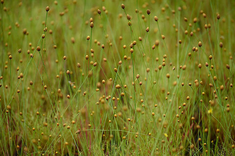 Paepalanthus acanthophyllus - II, In&iacute;rida, Colombia https://www.jungledragon.com/image/50277/weird_grass-like_plant_in_white-sand_forest_inrida_colombia.html
https://www.jungledragon.com/image/50278/weird_grass-like_plant_in_white-sand_forest_-_iii_inrida_colombia.html Colombia,Fall,Geotagged,Guain&iacute;a,In&iacute;rida,Paepalanthus acanthophyllus,South America,World
