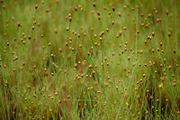 Paepalanthus acanthophyllus - II, Inírida, Colombia https://www.jungledragon.com/image/50277/weird_grass-like_plant_in_white-sand_forest_inrida_colombia.html<br />
https://www.jungledragon.com/image/50278/weird_grass-like_plant_in_white-sand_forest_-_iii_inrida_colombia.html Colombia,Fall,Geotagged,Guainía,Inírida,Paepalanthus acanthophyllus,South America,World