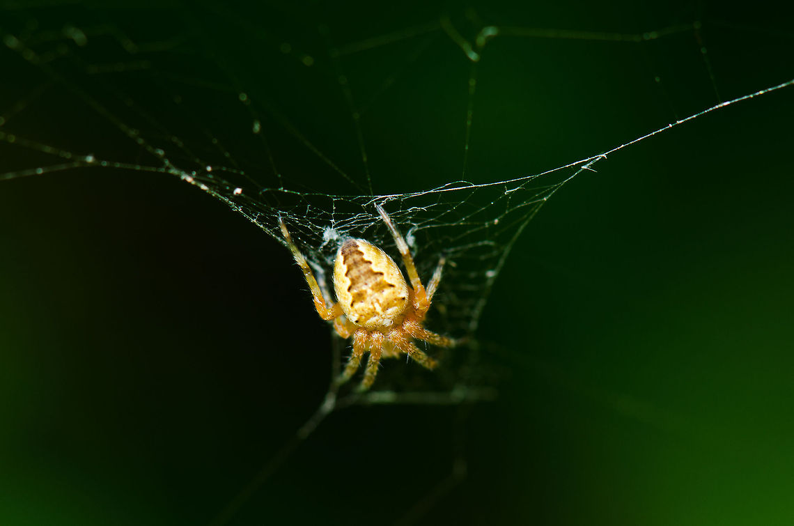 European Garden Spider In a garden in Europe, I found this...European Garden Spider :p Araneus diadematus,Heesch,Macro