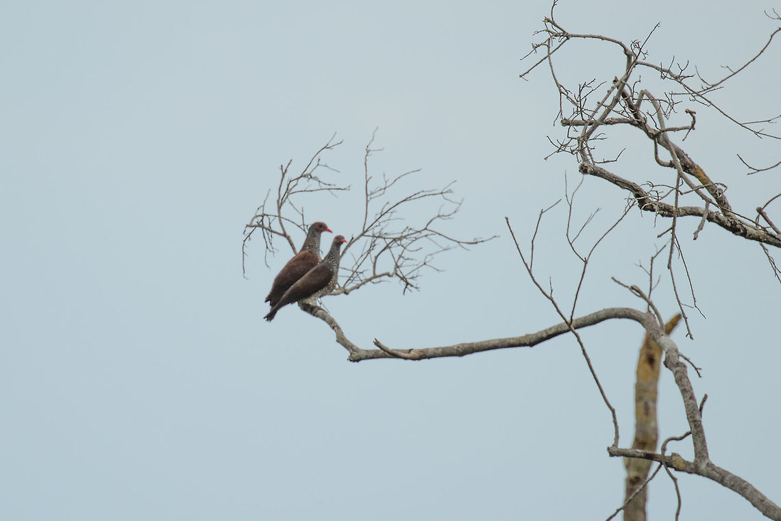 Scaled Pigeon couple, Inírida, Colombia Very far away, so heavily cropped. An interesting pigeon species, if you look closely, you can see that they are indeed scaled like a fish. Colombia,Guainía,Inírida,Patagioenas speciosa,Scaled pigeon,South America,World