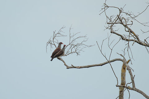 Scaled Pigeon couple, Inírida, Colombia Very far away, so heavily cropped. An interesting pigeon species, if you look closely, you can see that they are indeed scaled like a fish. Colombia,Guainía,Inírida,Patagioenas speciosa,Scaled pigeon,South America,World