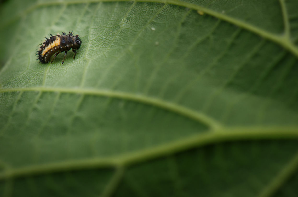 All your aphids are belong to me A Ladybug in its most vicious stage of life. As a larva it an aggressive predator of aphids, eating hundreds per day if it can. Harmonia axyridis,Heesch,Ladybug or Ladybird,Macro