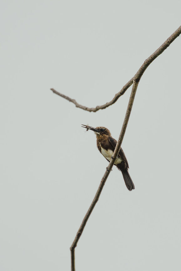Brown Jacamar with a snack, Inírida, Colombia  Brachygalba lugubris,Brown jacamar,Colombia,Fall,Geotagged,Guainía,Inírida,South America,World