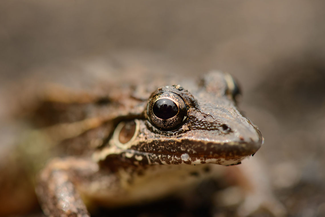 Brown frog in white-sand forest - macro, Inírida, Colombia  Colombia,Guainía,Inírida,South America,World