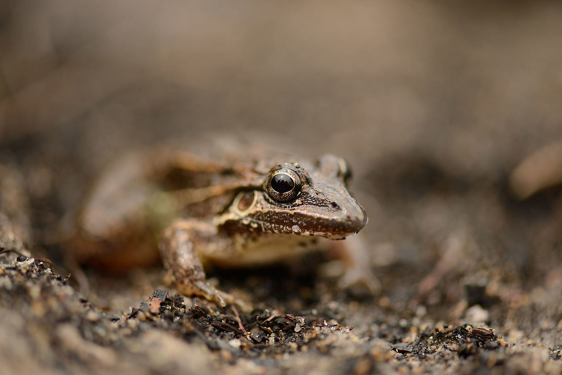 Brown frog in white-sand forest - closeup, In&iacute;rida, Colombia  Colombia,Guain&iacute;a,In&iacute;rida,South America,World