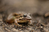 Brown frog in white-sand forest - closeup, Inírida, Colombia Colombia,Guainía,Inírida,South America,World