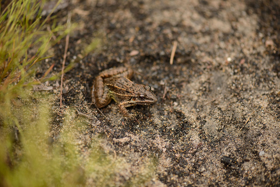 Leptodactylus sp. Brown frog in white-sand forest, Inírida, Colombia <figure class="photo"><a href="https://www.jungledragon.com/image/50292/brown_frog_in_white-sand_forest_-_closeup_inrida_colombia.html" title="Brown frog in white-sand forest - closeup, In&iacute;rida, Colombia"><img src="https://s3.amazonaws.com/media.jungledragon.com/images/2/50292_thumb.jpg?AWSAccessKeyId=05GMT0V3GWVNE7GGM1R2&Expires=1759968010&Signature=llxHgaSIq%2BSTZu4RaS3Lbp2bTMo%3D" width="200" height="134" alt="Brown frog in white-sand forest - closeup, In&iacute;rida, Colombia  Colombia,Guain&iacute;a,In&iacute;rida,South America,World" /></a></figure><br />
<figure class="photo"><a href="https://www.jungledragon.com/image/50291/brown_frog_in_white-sand_forest_-_macro_inrida_colombia.html" title="Brown frog in white-sand forest - macro, In&iacute;rida, Colombia"><img src="https://s3.amazonaws.com/media.jungledragon.com/images/2/50291_thumb.jpg?AWSAccessKeyId=05GMT0V3GWVNE7GGM1R2&Expires=1759968010&Signature=RNHI24Y0dQl34pQFZsmdXDz8d7A%3D" width="200" height="134" alt="Brown frog in white-sand forest - macro, In&iacute;rida, Colombia  Colombia,Guain&iacute;a,In&iacute;rida,South America,World" /></a></figure> Colombia,Guainía,Inírida,South America,World
