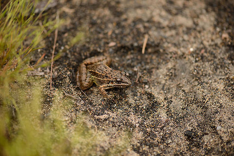 Leptodactylus sp. Brown frog in white-sand forest, In&iacute;rida, Colombia https://www.jungledragon.com/image/50292/brown_frog_in_white-sand_forest_-_closeup_inrida_colombia.html
https://www.jungledragon.com/image/50291/brown_frog_in_white-sand_forest_-_macro_inrida_colombia.html Colombia,Guain&iacute;a,In&iacute;rida,South America,World