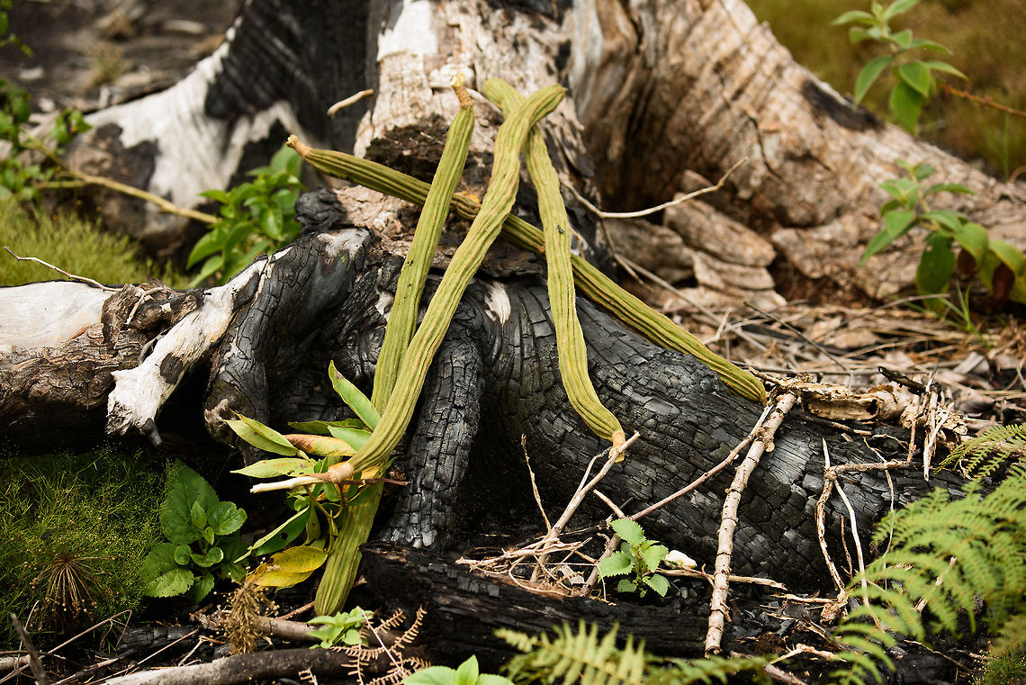 Ice-cream-beans, Inírida, Colombia Here&#039;s the whole fruit I described earlier:<br />
<figure class="photo"><a href="https://www.jungledragon.com/image/50127/ice-cream-bean_inrida_colombia.html" title="Ice-cream-bean, In&iacute;rida, Colombia"><img src="https://s3.amazonaws.com/media.jungledragon.com/images/2/50127_thumb.jpg?AWSAccessKeyId=05GMT0V3GWVNE7GGM1R2&Expires=1767225610&Signature=Ywm3PDmcY9ZQc3gdR%2F1GJugujk4%3D" width="200" height="134" alt="Ice-cream-bean, In&iacute;rida, Colombia This has to be one of the most useful fruits we have come across. These very long beans were growing everywhere in the wild. You can just pick them, open them, and eat the white pulp inside. No need to wash them. Taste is sweet and soft and it also helps with thirst.  Colombia,Guain&iacute;a,Ice-cream-bean,Inga edulis,In&iacute;rida,South America,World" /></a></figure><br />
<br />
As said, you can just pick these, open them, and eat the pulp inside without cleaning. It helps with hunger as well as thirst. Don&#039;t mind the burned tree, this was at a farm. Colombia,Guainía,Ice-cream-bean,Inga edulis,Inírida,South America,World