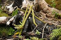 Ice-cream-beans, Inírida, Colombia Here's the whole fruit I described earlier:<br />
https://www.jungledragon.com/image/50127/ice-cream-bean_inrida_colombia.html<br />
<br />
As said, you can just pick these, open them, and eat the pulp inside without cleaning. It helps with hunger as well as thirst. Don't mind the burned tree, this was at a farm. Colombia,Guainía,Ice-cream-bean,Inga edulis,Inírida,South America,World