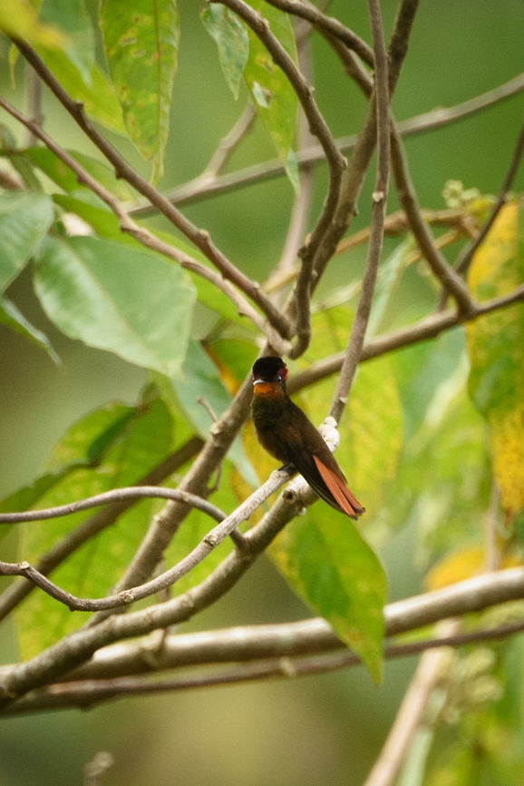 Ruby Topaz, In&iacute;rida, Colombia Given how gorgeous this bird is (check other photos online), this photo does not do justice to its beauty. I'm still very happy for seeing it, although it has a sizable range, it is not that often seen. At the very least, our guide was extremely excited that we saw this, which he only found out minutes ago, it was not in the checklist we maintained. Chrysolampis mosquitus,Colombia,Fall,Geotagged,Guain&iacute;a,In&iacute;rida,Ruby-topaz hummingbird,South America,World