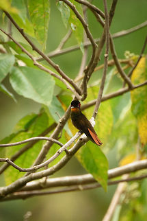 Ruby Topaz, Inírida, Colombia Given how gorgeous this bird is (check other photos online), this photo does not do justice to its beauty. I'm still very happy for seeing it, although it has a sizable range, it is not that often seen. At the very least, our guide was extremely excited that we saw this, which he only found out minutes ago, it was not in the checklist we maintained. Chrysolampis mosquitus,Colombia,Fall,Geotagged,Guainía,Inírida,Ruby-topaz hummingbird,South America,World