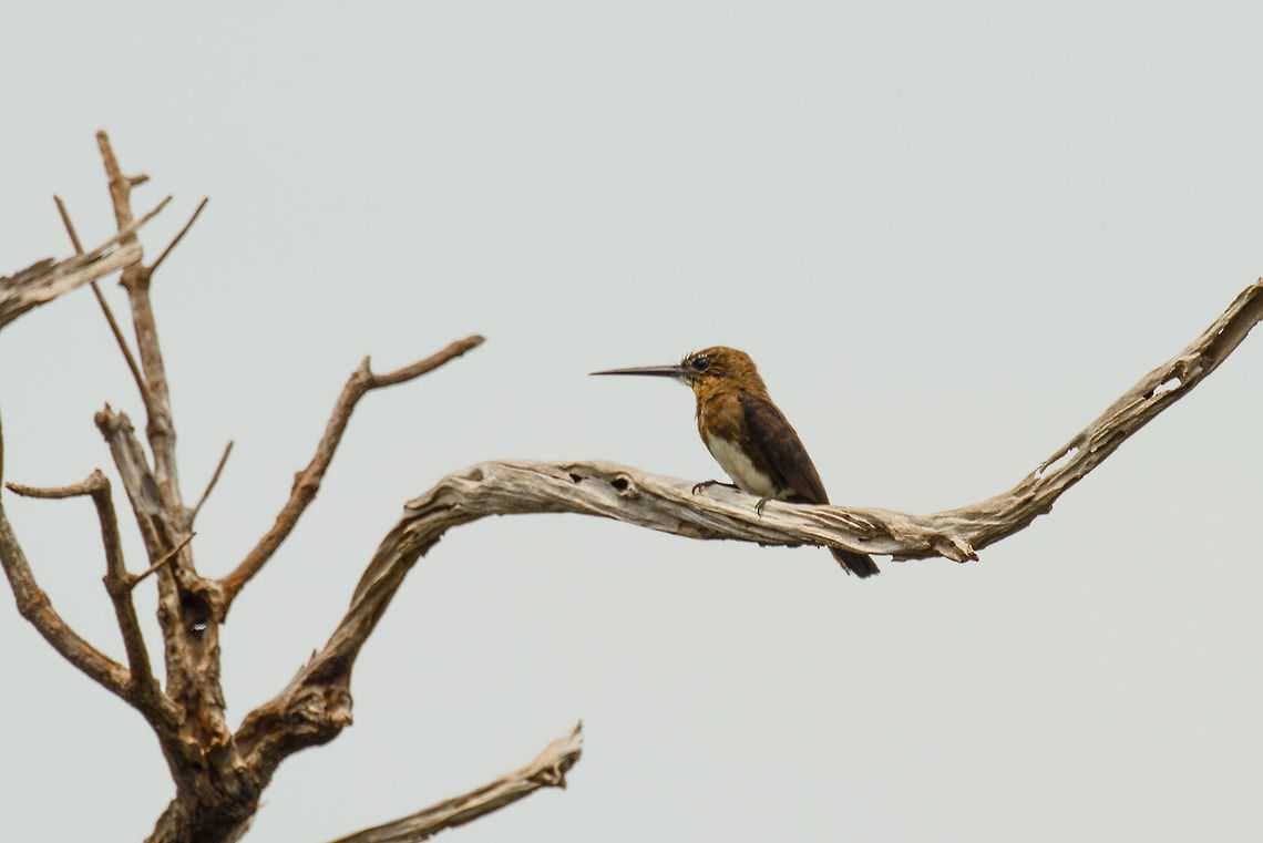 Brown Jacamar, white-sand forest, Inírida, Colombia  Brachygalba lugubris,Brown jacamar,Colombia,Fall,Geotagged,Guainía,Inírida,South America,World