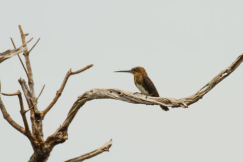 Brown Jacamar, white-sand forest, Inírida, Colombia  Brachygalba lugubris,Brown jacamar,Colombia,Fall,Geotagged,Guainía,Inírida,South America,World