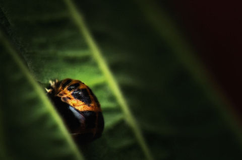 Soon... After a feeding frenzy durings its larva stage, the ladybug clings on to a leaf and develops into a pupa. Inside the safety of the hard shell, it develops into its final appearance. Harmonia axyridis,Heesch,Ladybug or Ladybird,Macro