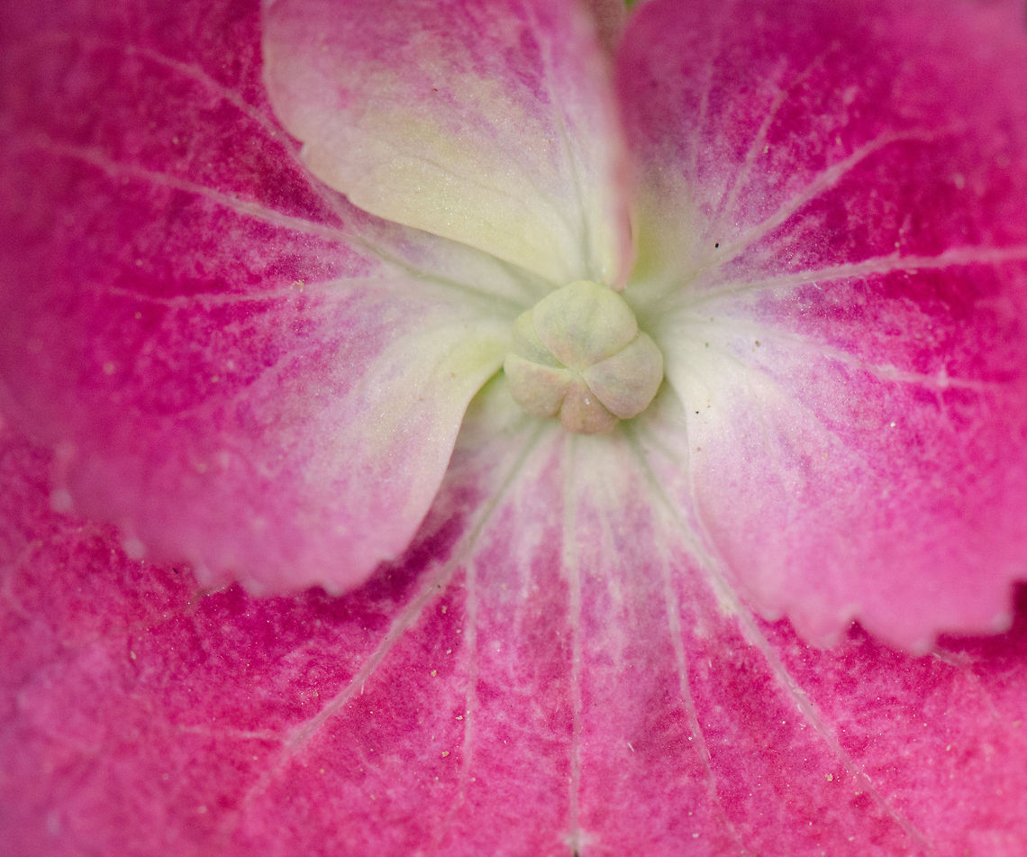 Hydrangea macrophylla macro Could use some help identifying this one... Bigleaf hydrangea,Heesch,Hydrangea macrophylla,Macro
