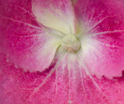 Hydrangea macrophylla macro Could use some help identifying this one... Bigleaf hydrangea,Heesch,Hydrangea macrophylla,Macro