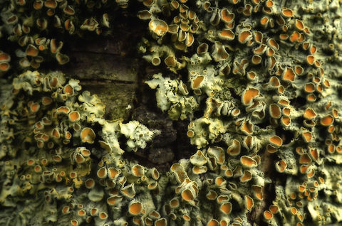 Common orange lichen Found on most of  the trees in our garden. Before I developed an interest in macro, I never knew about this fungus or had a closer look at it. Heesch,Macro,Xanthoria parietina