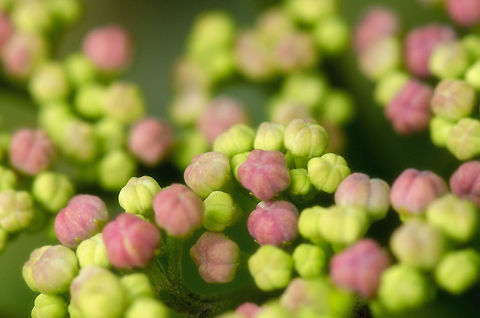 Hydrangea macrophylla in garden  Bigleaf hydrangea,Heesch,Hydrangea macrophylla,Macro
