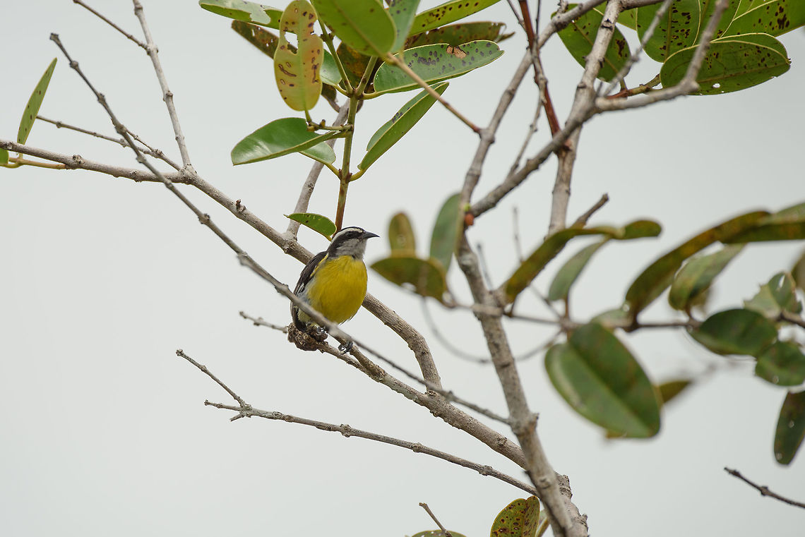 Bananaquit, In&iacute;rida, Colombia Easy to recognize by its curved, very pointy bill. Bananaquit,Coereba flaveola,Colombia,Fall,Geotagged,Guain&iacute;a,In&iacute;rida,South America,World