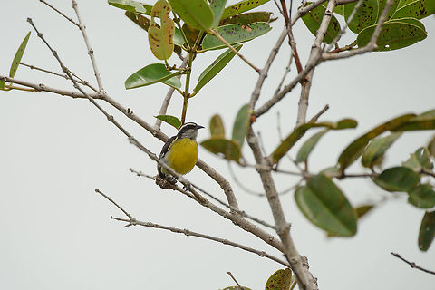 Bananaquit, Inírida, Colombia Easy to recognize by its curved, very pointy bill. Bananaquit,Coereba flaveola,Colombia,Fall,Geotagged,Guainía,Inírida,South America,World