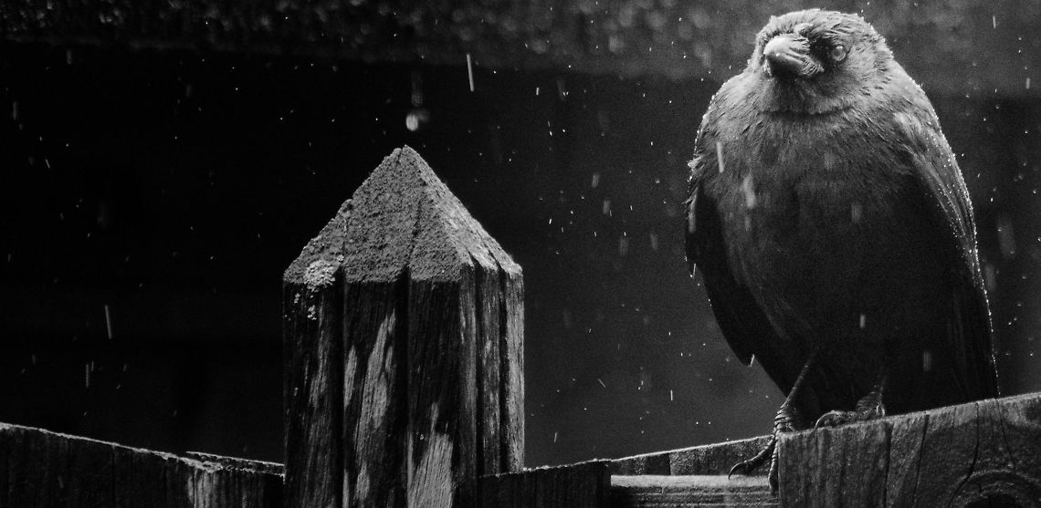 Dutch Summer I As this Jackdaw sits in the pooring rain at the fence in our garden, it must regret not migrating south. Birds,Coloeus monedula,Garden,Western Jackdaw