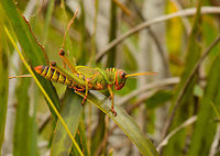 Large colorful/green grasshopper, In&iacute;rida, Colombia Closeup:<br />
https://www.jungledragon.com/image/50362/large_colorfulgreen_grasshopper_-_closeup_inrida_colombia.html<br />
<br />
Found this one only a meter away:<br />
https://www.jungledragon.com/image/50363/large_colorfulblack_grasshopper_inrida_colombia.html Blue-winged grasshopper,Colombia,Guain&iacute;a,In&iacute;rida,South America,Tropidacris collaris,World
