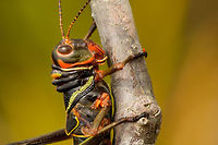 Large colorful/black grasshopper - closeup, In&iacute;rida, Colombia https://www.jungledragon.com/image/50363/large_colorfulblack_grasshopper_inrida_colombia.html Blue-winged grasshopper,Colombia,Guain&iacute;a,In&iacute;rida,South America,Tropidacris collaris,World