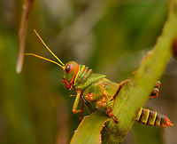 Large colorful/green grasshopper - closeup, In&iacute;rida, Colombia https://www.jungledragon.com/image/50360/large_colorfulgreen_grasshopper_inrida_colombia.html Blue-winged grasshopper,Colombia,Guain&iacute;a,In&iacute;rida,South America,Tropidacris collaris,World