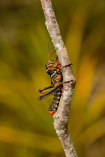 Large colorful/black grasshopper, Inírida, Colombia Closeup:
https://www.jungledragon.com/image/50361/large_colorfulblack_grasshopper_-_closeup_inrida_colombia.html
Found this one only a meter away:

https://www.jungledragon.com/image/50360/large_colorfulgreen_grasshopper_inrida_colombia.html Blue-winged grasshopper,Colombia,Guainía,Inírida,South America,Tropidacris collaris,World