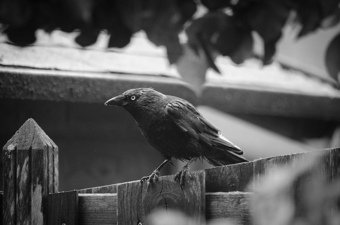 Dutch Summer II As this Jackdaw sits in the pooring rain at the fence in our garden, it must regret not migrating south. Birds,Coloeus monedula,Corvus monedula,Garden,Western Jackdaw