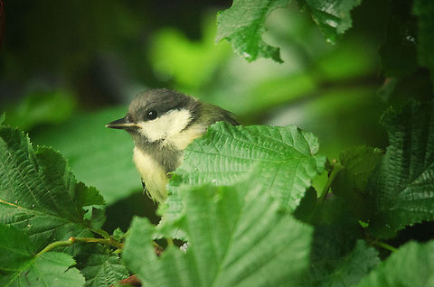 Great Tit hiding in bush in my garden  Birds,Garden,Great Tit,Parus major