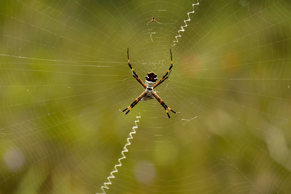 Argiope sp., Inírida, Colombia Likely an Argiope species of spider found in the Colombian Amazon. I&#039;m not sure of the exact species yet. Two interesting details from this photo:<br />
<br />
- In the top, I&#039;m fairly sure it is the male, look at that difference in size!<br />
- The zigzag lines in the web are called a stabilimentum, there&#039;s various theories about its function:<br />
<br />
<a href="https://en.wikipedia.org/wiki/Web_decoration" rel="nofollow">https://en.wikipedia.org/wiki/Web_decoration</a> Argiope argentata,Colombia,Guainía,Inírida,Silver Argiope,South America,World